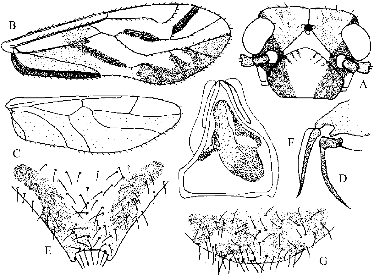 2.9 斜红斑单<span class=